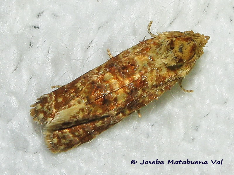 Micro da id. 2, Aethes margarotana - Tortricidae